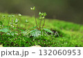苔蘚上帶有水滴的植物 132060953