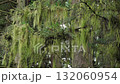 線草在風中搖曳 132060954