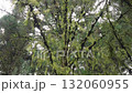 線草在風中搖曳 132060955