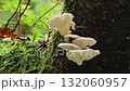 森林裡樹上生長的蘑菇的鏡頭 132060957