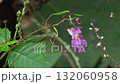 一隻蚱蜢正在吃鳳仙花的果實 132060958