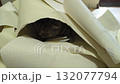 A curious and playful cat in the wallpaper 132077794