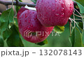 Red ripe large apples in the garden after rain. There are raindrops on apples.  132078143