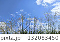 風に揺れるススキ 132083450