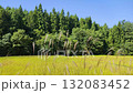 秋の田んぼと風に揺れるススキ 132083452
