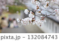 Image of Japanese cherry blossom viewing (Shoryuji Castle, Nagaokakyo City, Kyoto Prefecture) 132084743