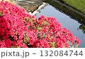 Kirishima azalea and the moat of Shoryuji Castle (Nagaokakyo City, Kyoto Prefecture) 132084744