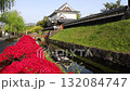 Shoryuji Castle and Kirishima Azalea (Nagaokakyo City, Kyoto Prefecture) 132084747