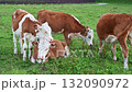 Young bulls on free grazing in ecologically clean meadows 132090972