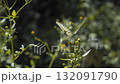 抽花蜜的Swallowtail蝴蝶 132091790