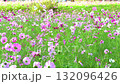 Many cosmos flowers swaying in the wind 132096426