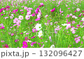 Many cosmos flowers swaying in the wind 132096427