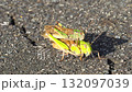 Migratory grasshopper carrying a piggyback 132097039