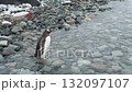 Gentoo Penguin on the beach in Antarctica 132097107