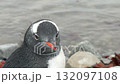 Gentoo Penguin on the beach in Antarctica 132097108