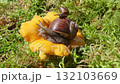 Snail crawling on yellow mushroom in forest moss scene 132103669