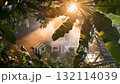 The dense rainforest canopy is teeming with life mist swirling between giant leaves and glistening raindrops 132114039