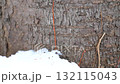 北海道の冬の公園で日中に地面に積もった雪を食べるエゾモモンガ 132115043