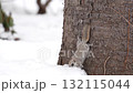北海道の冬の公園で日中に地面に積もった雪を食べるエゾモモンガ 132115044