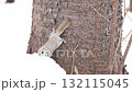 北海道の冬の公園で日中に地面に積もった雪を食べるエゾモモンガ 132115045