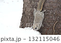 北海道の冬の公園で日中に地面に積もった雪を食べるエゾモモンガ 132115046