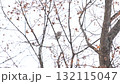 北海道の公園で日中に枝に座って楓の種を食べるエゾモモンガ 132115047
