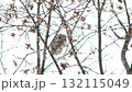 北海道の公園で日中に枝に座って楓の種を食べるエゾモモンガ 132115049