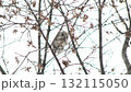 北海道の公園で日中に枝に座って楓の種を食べるエゾモモンガ 132115050