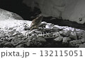 北海道知床半島の羅臼で雪の積もった小川からとった魚を食べるシマフクロウ 132115051