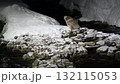 北海道知床半島の羅臼で雪の積もった小川からとった魚を食べるシマフクロウ 132115053