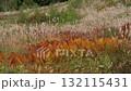 ススキと草紅葉 132115431