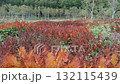 湿原の紅葉 132115439