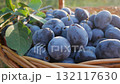 Ripe plums lie in a wicker basket in the garden.  132117630