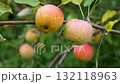 Ripe apples after rain with dew drops on an apple tree branch in the garden.  132118963