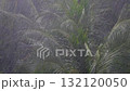 東南アジアの雨季に強風と大雨で激しく揺れるヤシの木の映像 132120050