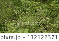 森の植物が風に揺れている 132122371