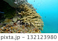 Cleaner wrasse at the cleaning station 132123980
