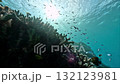 Damselfish swarming around branching coral 132123981
