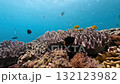 Fish gathering on the coral reef 132123982