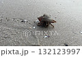 Hermit crab walking coastline of a beach 132123997