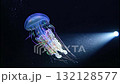A glowing jellyfish floats in dark deep sea water. Iridescent marine animal swimming underwater on a black background. The beauty of aquatic life 132128577
