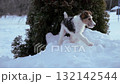 Fox terrier puppy is playing in the snow. 132142544