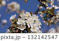 Cherry blossoms in spring against a blue sky with light white clouds. Wild nature in spring. It's time for flowering. 132142547