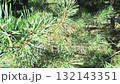 green pine branch sways in the wind under the sun's rays. 132143351