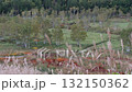 田ノ原湿原の紅葉 132150362