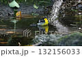 A bush warbler playing in the water 132156033
