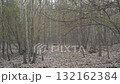 Quiet Misty Forest with Bare Trees and Fallen Leaves 132162384