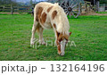 A charming, full-body video of a small, spotted pony or miniature horse grazing peacefully in a lush green pasture on a farm 132164196