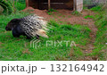 A wildlife video of a large African Crested Porcupine Hystrix cristata moving through its grassy enclosure, likely at a zoo or wildlife park. 132164942
