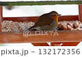 European robin feeding on bird feeder during snowfall 132172356